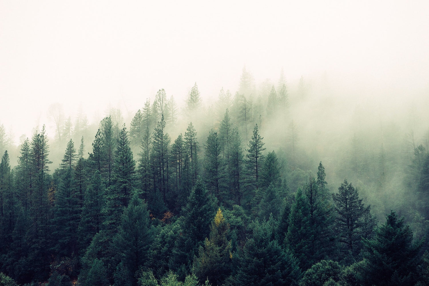misty Canadian forest